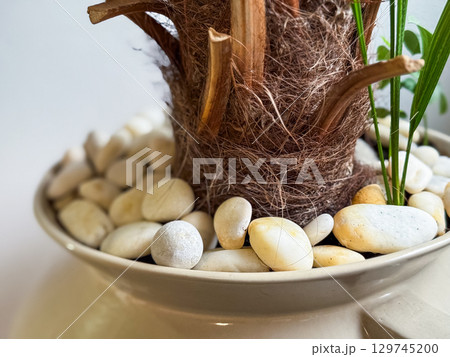 Close-up of potted palm trunk with decorative white stones. Indoor greenery, organic texture, and natural detail in minimalist home decor. 129745200