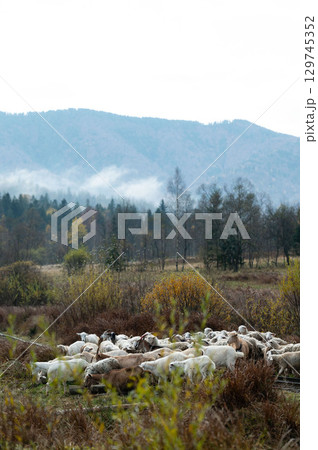 Grazing sheep in a serene mountain meadow during early autumn with mist rising among the trees and hills in the backdrop 129745352