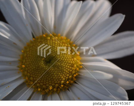 10月に美しく咲いた浜菊（はまぎく）の白い花 129745367