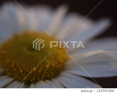10月に美しく咲いた浜菊（はまぎく）の白い花 129745368