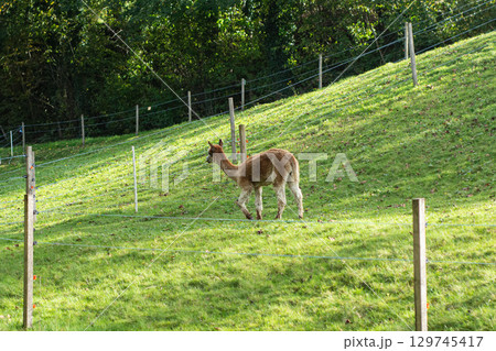 Exploring verdant pastures, a curious animal strolls gracefully across the hillside, basking in warm sunlight and enjoying the serenity of nature's beauty Exploring verdant pastures, a curious animal strolls gracefully across the hillside, basking in warm sunlight and enjoying the serenity of nature's beauty 129745417