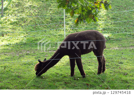 Gentle alpaca grazing peacefully in a lush green pasture under dappled sunlight surrounded by nature on a beautiful day in the countryside Gentle alpaca grazing peacefully in a lush green pasture under dappled sunlight surrounded by nature on a beautiful day in the countryside 129745418