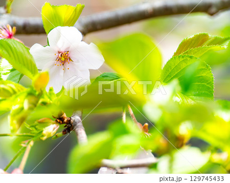 春の美しい景色 桜と若葉のハーモニー 春の美しい景色 桜と若葉のハーモニー 129745433