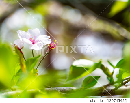 春の美しい景色 桜と若葉のハーモニー 春の美しい景色 桜と若葉のハーモニー 129745435
