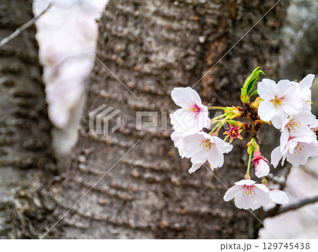 春の美しい景色　桜と樹肌のハーモニー 129745438