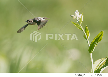 ノビタキの飛翔 129745862