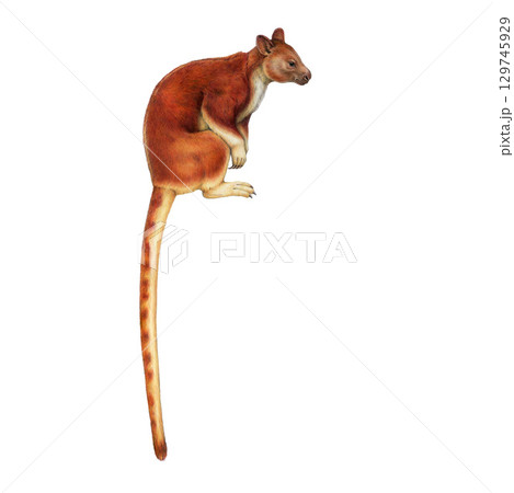 Tree kangaroo vintage style hand drawn illustration isolated on white background. Dendrolagus goodfellowi Goodfellow's tree-kangaroo New Guinea marsupial tropical forest mammal portrait 129745929