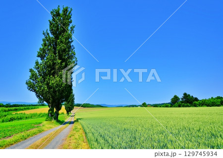 赤羽の丘　(北海道美瑛町) 129745934