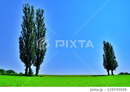 赤羽の丘　(北海道美瑛町) 129745936