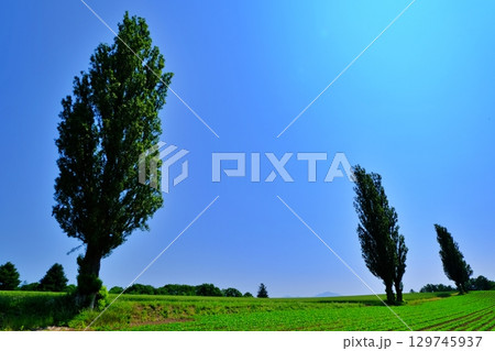 赤羽の丘 (北海道美瑛町) 赤羽の丘 (北海道美瑛町) 129745937