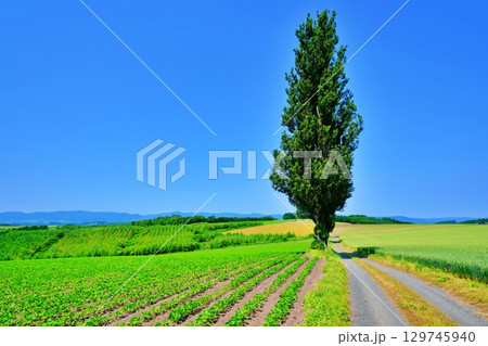 赤羽の丘　(北海道美瑛町) 129745940