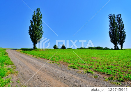 赤羽の丘　(北海道美瑛町) 129745945