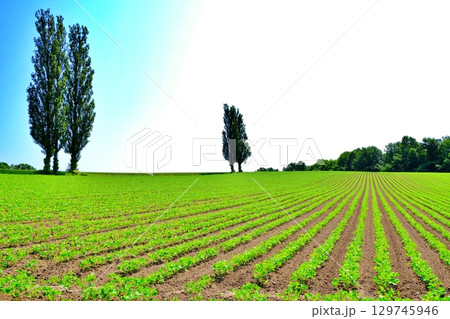 赤羽の丘　(北海道美瑛町) 129745946