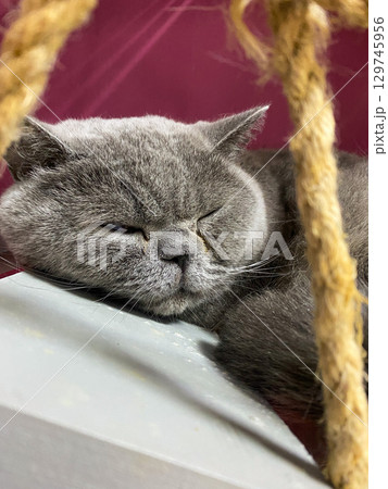 Sleepy gray British Shorthair cat resting peacefully on a shelf indoors. 129745956