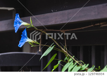 250816さんまちg040 129746934