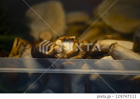 生シイタケ きのこ キノコ 129747111