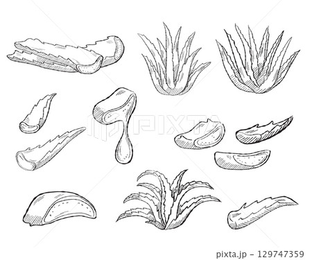 Vector Illustration of Aloe Vera Plant with Leaves and Melting Gel 129747359
