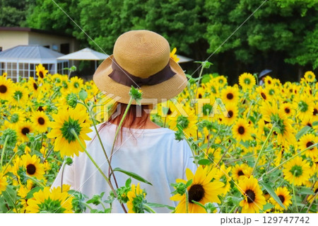 ひまわり畑でリラックスすり女性の後ろ姿 129747742