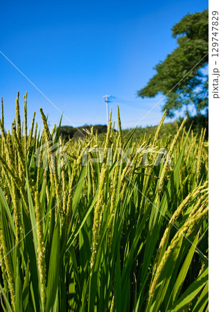 夏のまだ花が残る稲穂と青空 夏のまだ花が残る稲穂と青空 129747829