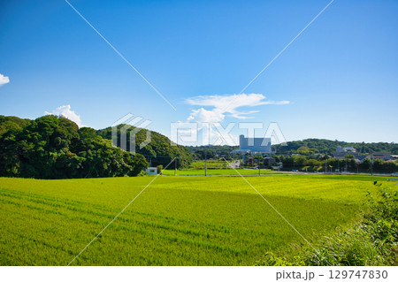 収穫間近の田園風景 129747830