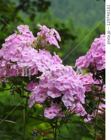 夏に咲くオイランソウ(花魁草) 夏に咲くオイランソウ(花魁草) 129748181