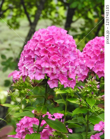 夏に咲くオイランソウ(花魁草) 夏に咲くオイランソウ(花魁草) 129748185