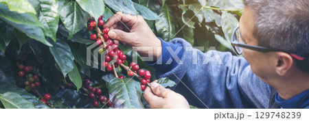 Banner hands harvest red seed in basket robusta arabica plant farm. Coffee plant farm Close up woman Hands harvest raw coffee beans. Ripe Red berry plant fresh seed coffee tree growth with copy space 129748239