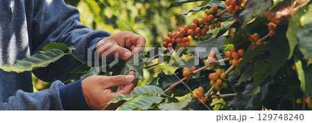 Banner Man Hands harvest Yellow Bourbon coffee bean ripe berries plant fresh seed coffee tree growth in green eco organic farm. Close up man hands harvest yellow bean robusta arabica with copy space 129748240