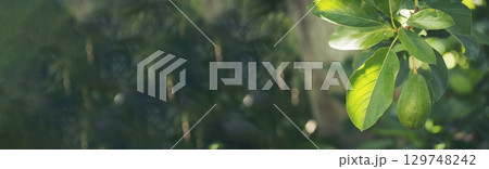 Banner Avocado tree green plant healthy fruit farm. Smart farmer growing eco green farm sustainable quality control. Panorama Avocado fruit Farm planting in eco Farmland. Organic farm with copy space 129748242