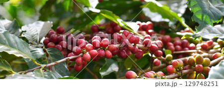 Banner hands harvest red seed in basket robusta arabica plant farm. Coffee plant farm Close up woman Hands harvest raw coffee beans. Ripe Red berry plant fresh seed coffee tree growth with copy space 129748251