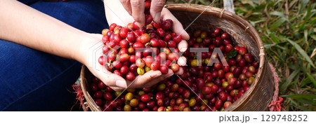 Banner hands harvest red seed in basket robusta arabica plant farm. Coffee plant farm Close up woman Hands harvest raw coffee beans. Ripe Red berry plant fresh seed coffee tree growth with copy space 129748252
