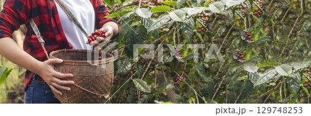 Banner coffee plant farm woman Hands harvest raw coffee beans. panoramaRipe Red berries plant fresh seed coffee tree growth in green farm. Hands harvest red bean seed robusta arabica with copy space. Banner coffee plant farm woman Hands harvest raw coffee beans. panoramaRipe Red berries plant fresh seed coffee tree growth in green farm. Hands harvest red bean seed robusta arabica with copy space. 129748253