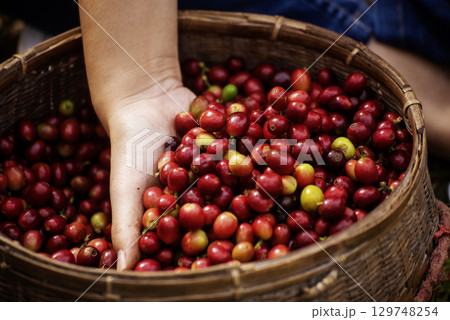 Coffee plant farm woman Hands harvest raw coffee beans. Ripe Red berries plant fresh seed coffee tree growth in green eco farm. Close up hands harvest red seed in basket robusta arabica plant farm. Coffee plant farm woman Hands harvest raw coffee beans. Ripe Red berries plant fresh seed coffee tree growth in green eco farm. Close up hands harvest red seed in basket robusta arabica plant farm. 129748254