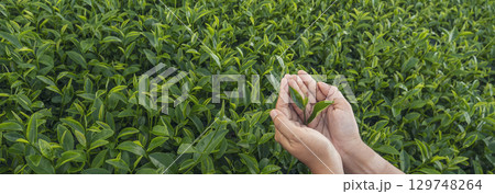 Banner Woman Hand holding harvest plucking black green tea herbal. Panorama Black Tea farm harvest. Wide hand plucking green tea tree picking bud young tender camellia sinensis leaves with copy space 129748264