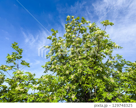 Flowering ash Fraxinus ornus tree in spring sky Flowering ash Fraxinus ornus tree in spring sky 129748325