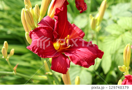 Red lily on daylily bush with buds in sunlight on summer day Red lily on daylily bush with buds in sunlight on summer day 129748379