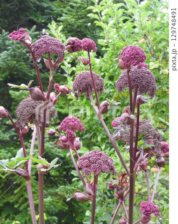 個性的で存在感のあるせり科の多年草「アンジェリカ・ギガス」:全景 個性的で存在感のあるせり科の多年草「アンジェリカ・ギガス」:全景 129748491