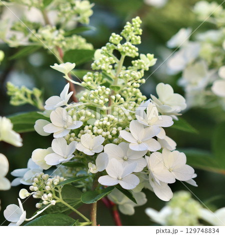 A close-up of a beautiful white and light green hydrangea paniculata flower cluster with soft petals and buds in natural light. A close-up of a beautiful white and light green hydrangea paniculata flower cluster with soft petals and buds in natural light. 129748834