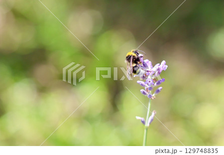 A close-up of a bumblebee gathering nectar from a purple lavender flower against a soft, green background. A close-up of a bumblebee gathering nectar from a purple lavender flower against a soft, green background. 129748835