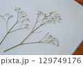押し花のカスミソウ｜白背景のシンプルな花素材 129749176