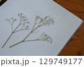 押し花のカスミソウ｜白背景のシンプルな花素材 129749177