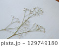 押し花のカスミソウ｜白背景のシンプルな花素材 129749180