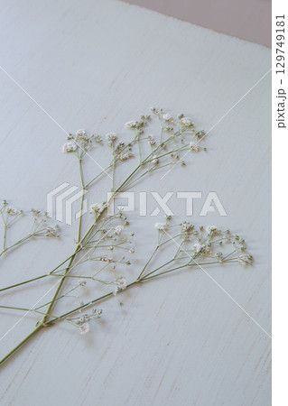 押し花のカスミソウ|白背景のシンプルな花素材 押し花のカスミソウ|白背景のシンプルな花素材 129749181