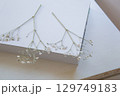 押し花のカスミソウ｜白背景のシンプルな花素材 129749183