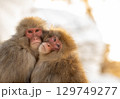 温もりを分け合う二匹の猿 129749277
