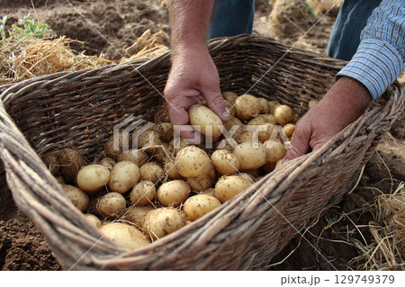 A wicker basket with freshly picked potatoes from a farm or agricultural field. Farmer's hands placing raw potatoes into the basket. 129749379