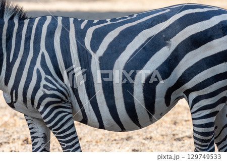 Close up view of zebra stripes creating a distinctive pattern, highlighting the beauty and wonder of wildlife in its natural habitat 129749533
