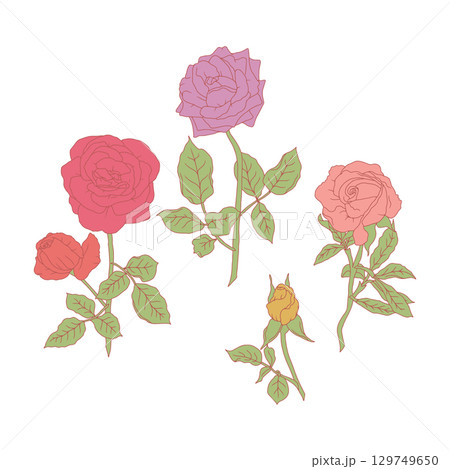 Hand drawn line art pastel pink and purple rose flowers set isolated on white background 129749650