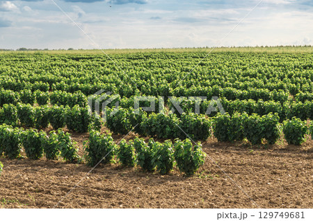 Boxes with sound and lighting equipment and cables near a concert stage during setup. 129749681