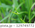 夏の幼子 129749772